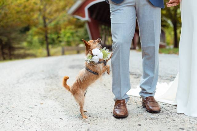 Small dog wearing a flower collar putting her paw on owners leg